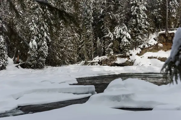 River Trees Winter — Stock Photo, Image