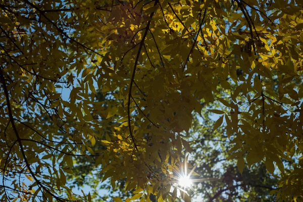 Φωτεινό Φως Του Ήλιου Περνώντας Μέσα Από Καταπράσινα Δέντρα — Φωτογραφία Αρχείου
