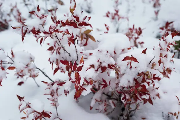 Vista Panorâmica Flora Coberta Neve — Fotografia de Stock