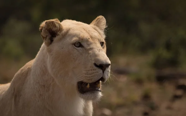 Närbild Lioness Safari Park — Stockfoto