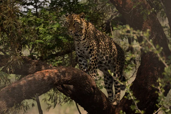 Léopard Marchant Sur Branche Parc Safari — Photo