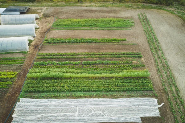 Smíšené Plodiny Plantáží Pěstovaných Farmě Slunečného Dne — Stock fotografie