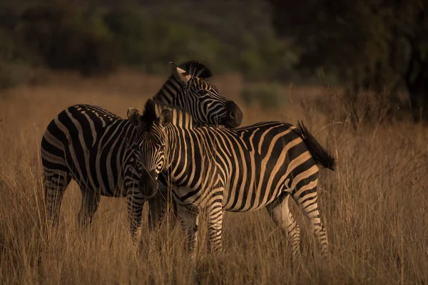 Dvě Zebry Safari Parku Slunečného Dne — Stock fotografie