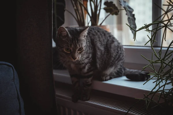 Nahaufnahme Einer Katze Die Auf Der Fensterbank Sitzt — Stockfoto
