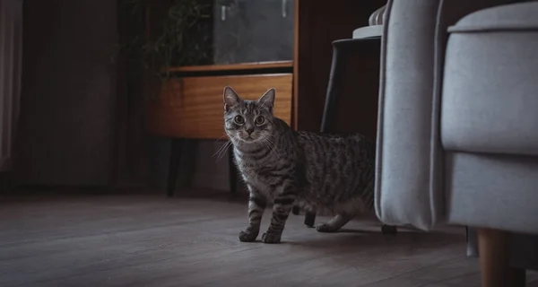 Curioso Gato Mascota Pie Junto Sofá Casa —  Fotos de Stock