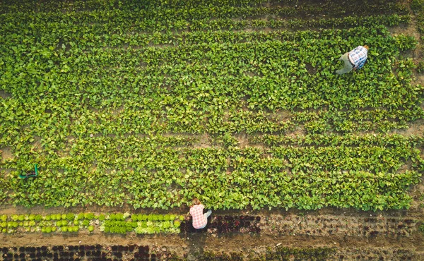 Top View Farmer Plucking Fresh Plants Grown Farm — Stock Photo, Image