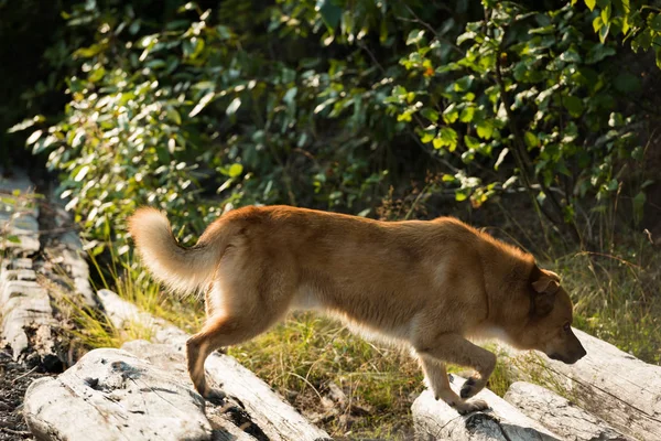Dog Walking Rock Countryside — Stock Photo, Image