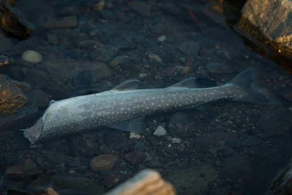 Närbild Döda Fiskar Floden — Stockfoto