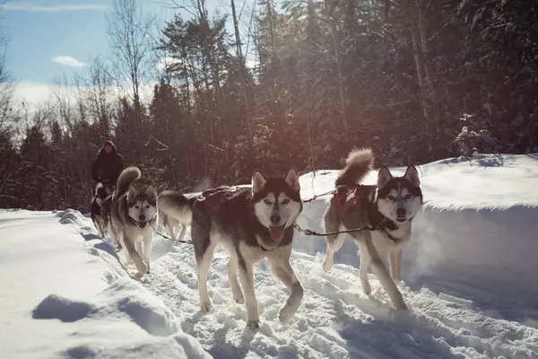 Groep Van Siberische Hond Slee Uitvoering Man Trekken — Stockfoto