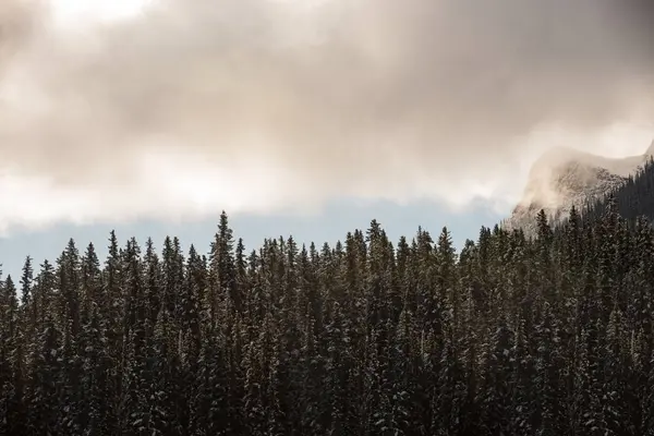 Majestätischer Blick Auf Kiefern Dichten Immergrünen Wald — Stockfoto