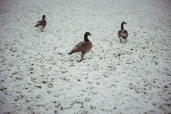 Wildgänse Spazieren Winter Schneebedeckten Park — Stockfoto