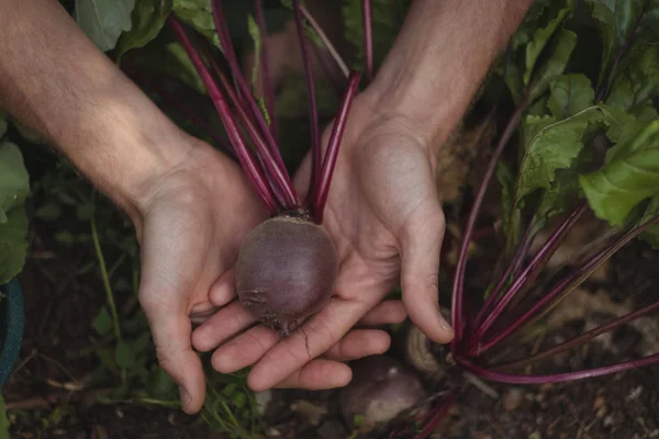 Gros Plan Sur Récolte Betteraves Dans Potager — Photo