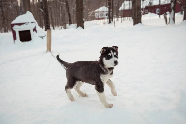 Young Siberian Dog Awaiting Snow — Stock Photo, Image