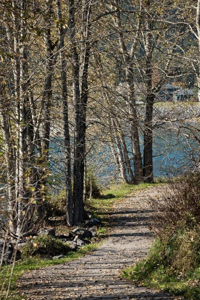 Rofylld Utsikt Över Grusväg Genom Skogen Dagsljus — Stockfoto