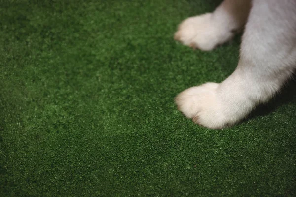 Close Paw Siberian Husky Green Mat — Stok Foto