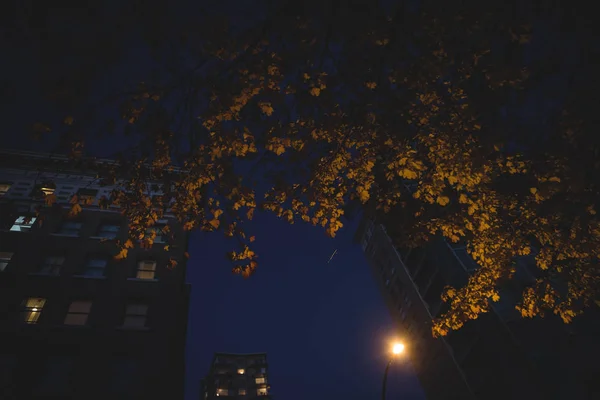 Vista Ángulo Bajo Edificios Oficinas Árboles Otoñales Por Noche — Foto de Stock