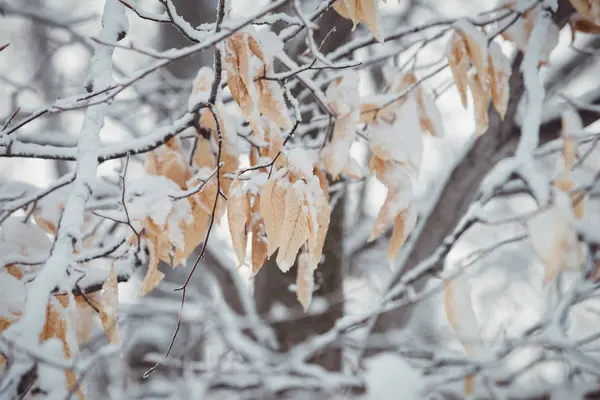 Close View Frozen Leafs — Stock Photo, Image