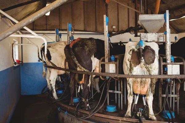 Row Cows Milking Machine Barn — Stock Photo, Image