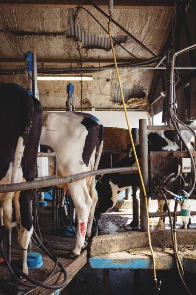 Row Cows Milking Machine Barn — Stock Photo, Image