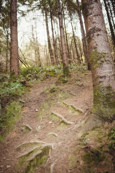 Vista Baixo Ângulo Árvores Terra Floresta — Fotografia de Stock