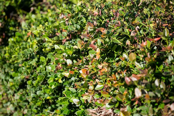 Close Plant Green Foliage Daylight — Stock Photo, Image