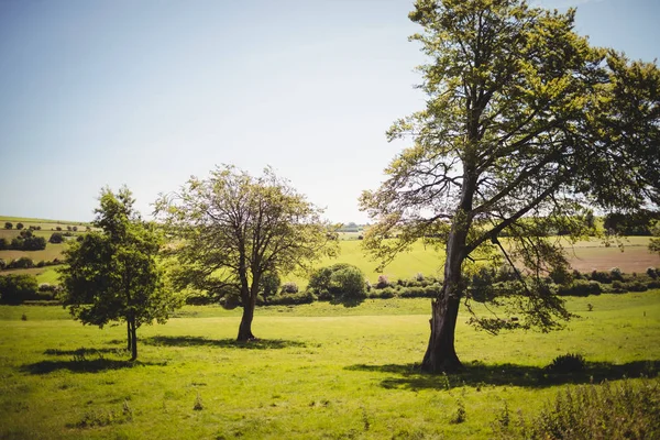 Malerischer Blick Auf Grüne Bäume Der Landschaft Sonnenlicht — Stockfoto