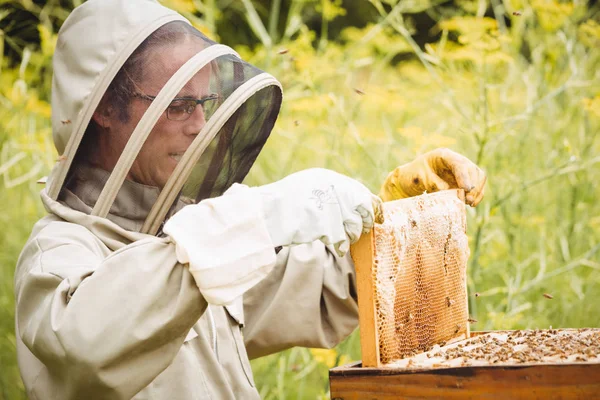 Beekeeper Menghapus Sarang Lebah Dari Sarang Lebah Lapangan — Stok Foto