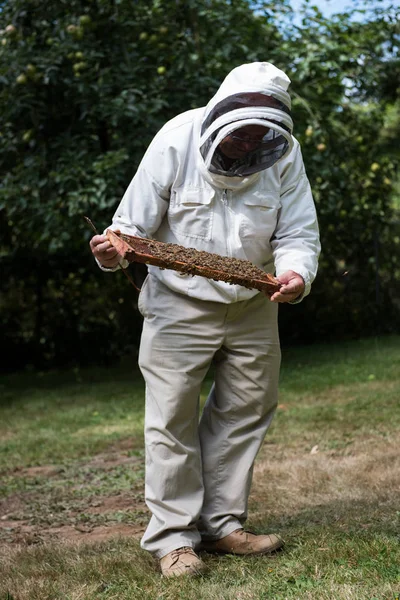 Apicoltore Esaminando Alveare Giardino Apiario — Foto Stock