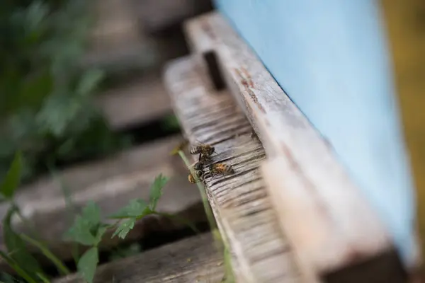 Detail Včely Medonosné Procházení Dřevěný Box — Stock fotografie