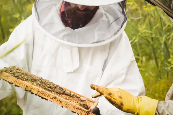 Beskuren Bild Biodlare Holding Och Undersöka Bikupa Fältet — Stockfoto