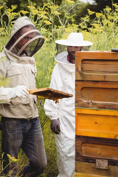 Méhészek Gazdaság Vizsgálja Beehive Területén — Stock Fotó