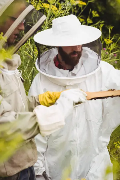 フィールドで蜂の巣を調べることを押しながらの養蜂家 — ストック写真