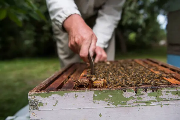 Imker Entfernen Bienenwaben Aus Bienenstock Bienengarten — Stockfoto