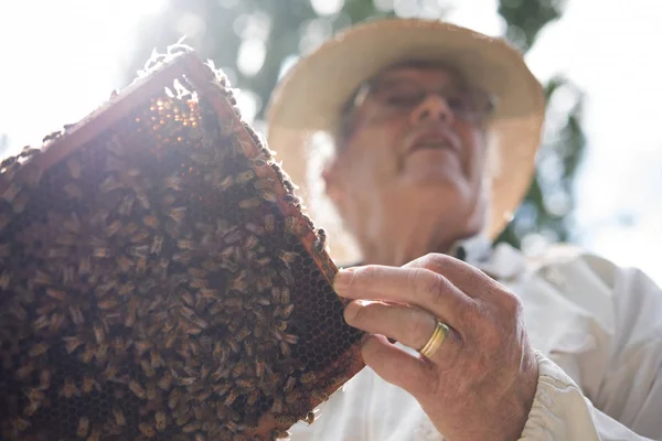 Tiefansicht Des Imkers Mit Honigwabe Und Bienen Bienenhaus — Stockfoto