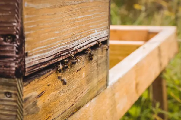Close Honey Bees Beehive Field — Stock Photo, Image