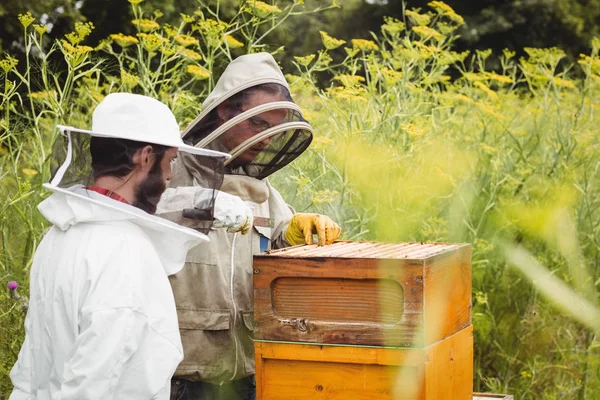 养蜂人在野外从蜂箱中取出蜂窝 — 图库照片
