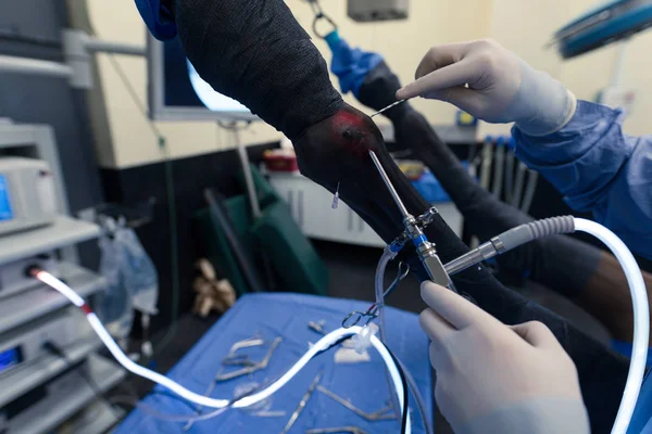 Close Surgeon Operating Horse Operation Theatre — Stock Photo, Image