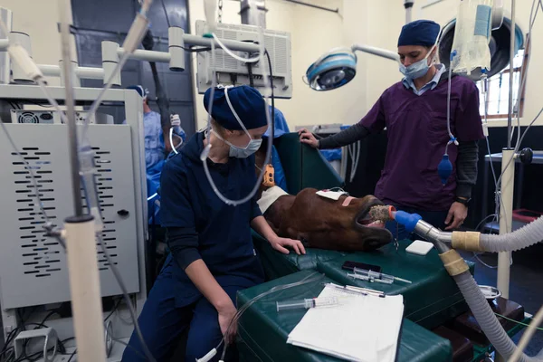 Cirujano Femenino Examinando Caballo Quirófano Hospital — Foto de Stock