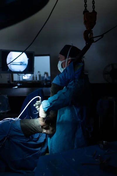Surgeon Examining Horse Operation Theatre Hospital — Stock Photo, Image