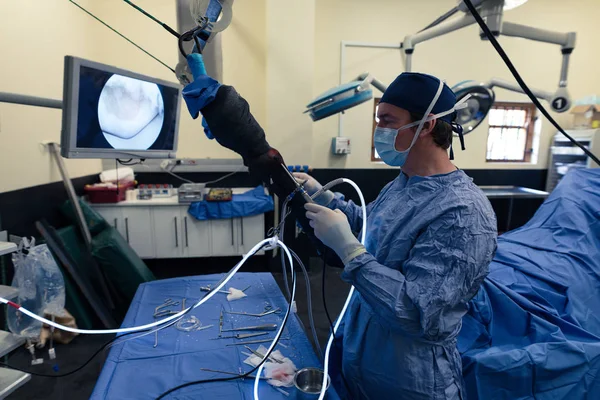 Surgeon Operating Horse Operation Theatre Hospital — Stock Photo, Image