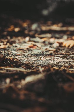 park ve kentin yürümek