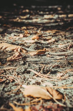 park ve kentin yürümek