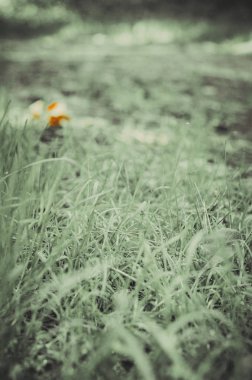 park ve kentin yürümek