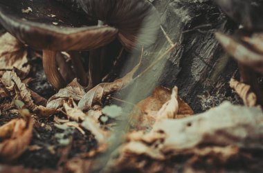 park ve kentin yürümek