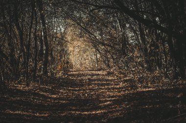 park ve kentin yürümek