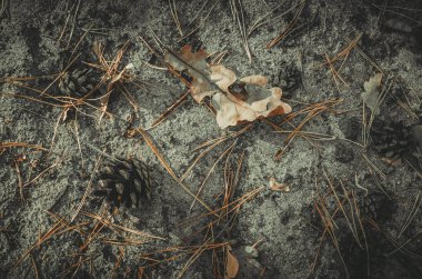 park ve kentin yürümek