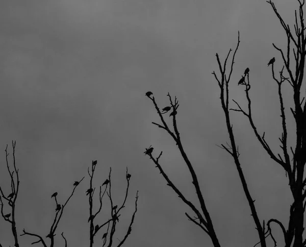 Wandelen Het Park Stad — Stockfoto