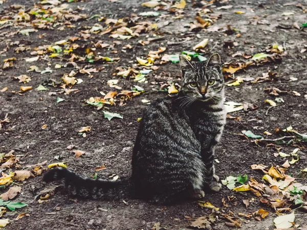 Promenade Dans Parc Ville — Photo