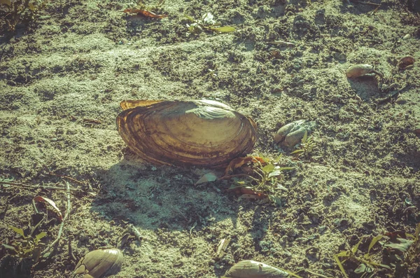 公園を歩いて — ストック写真