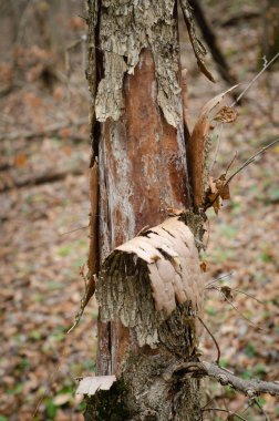 Orman yürüyüşleri ve manzaralar